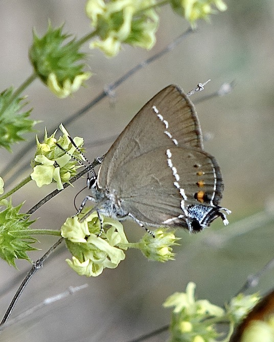 blue-spot hairstreak